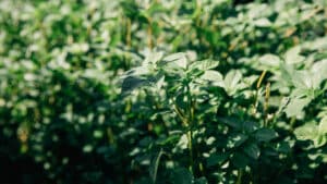 SNC's Tel-Aviv Rooftop Garden